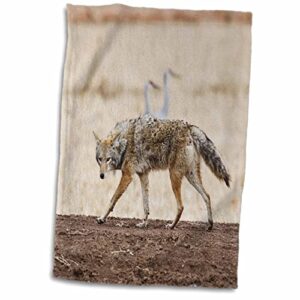 3drose new mexico, socorro, coyote wildlife - us32 ldi0018 - larry ditto - towels (twl-92854-1)