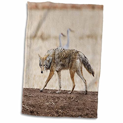 3dRose New Mexico, Socorro, Coyote wildlife - US32 LDI0018 - Larry Ditto - Towels (twl-92854-1)