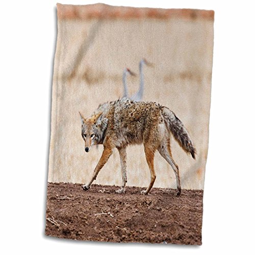 3dRose New Mexico, Socorro, Coyote wildlife - US32 LDI0018 - Larry Ditto - Towels (twl-92854-1)