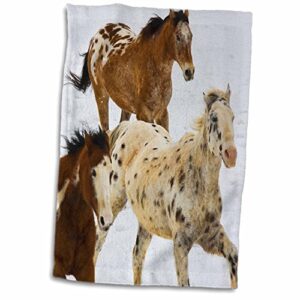 3D Rose USA-Wyoming-Shell-Big Horn Mountains-Horses-Us51 Teg0039-Terry Eggers Towel, 15" x 22", Multicolor