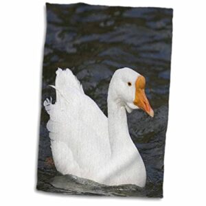 3drose bob kane photography animals - white chinese goose - towels (twl-119952-1)