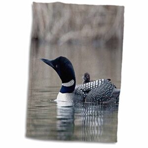 3d rose british columbia. common loon with chick-cn02 csl0062-charles sleicher hand/sports towel, 15 x 22