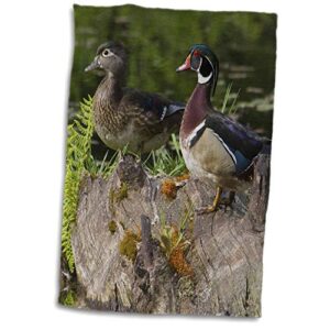 3drose towel, wood duck pair