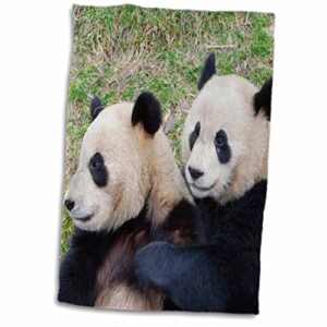 3d rose china-wolong reserve-giant panda bears hugging-as07 aga0013-alice garland towel, 15" x 22"