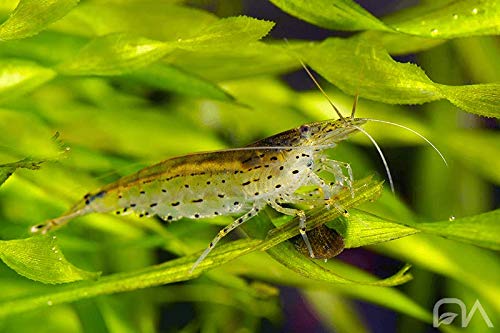 ShrimpRack® 10 Amano Shrimp | Live Freshwater Aquarium Algae Cleaner | Real Living Nano Fish Kit | Natural Glass Cleaning Dwarf Caridina | Live Shrimp