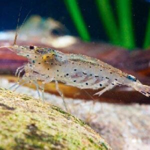 ShrimpRack® 10 Amano Shrimp | Live Freshwater Aquarium Algae Cleaner | Real Living Nano Fish Kit | Natural Glass Cleaning Dwarf Caridina | Live Shrimp