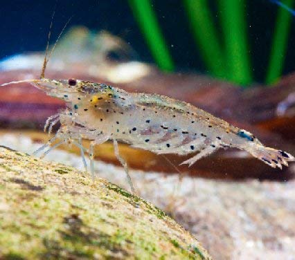 ShrimpRack® 10 Amano Shrimp | Live Freshwater Aquarium Algae Cleaner | Real Living Nano Fish Kit | Natural Glass Cleaning Dwarf Caridina | Live Shrimp