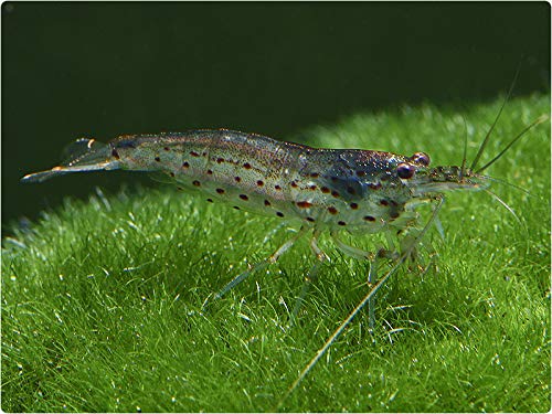 ShrimpRack® 10 Amano Shrimp | Live Freshwater Aquarium Algae Cleaner | Real Living Nano Fish Kit | Natural Glass Cleaning Dwarf Caridina | Live Shrimp