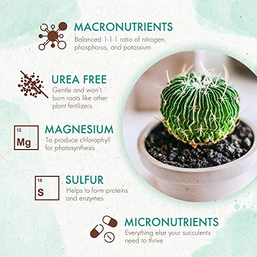 Succulents & Cactus Plant Food - Gentle Long Lasting Formula, Slow Release Fertilizer (Liquid Alternative) for All Potted Succulent, Cacti & Aloe Vera Plants (5 oz)