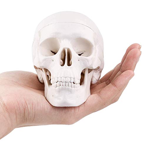 Mini Skull Model,Human Medical Anatomical Head Bone,Small Size Adult Head Bone for Education