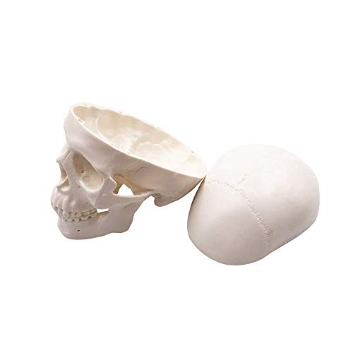 Mini Skull Model,Human Medical Anatomical Head Bone,Small Size Adult Head Bone for Education