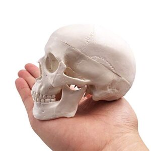 Mini Skull Model,Human Medical Anatomical Head Bone,Small Size Adult Head Bone for Education