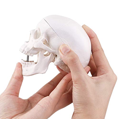 Mini Skull Model,Human Medical Anatomical Head Bone,Small Size Adult Head Bone for Education