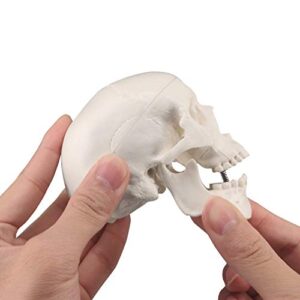 Mini Skull Model,Human Medical Anatomical Head Bone,Small Size Adult Head Bone for Education