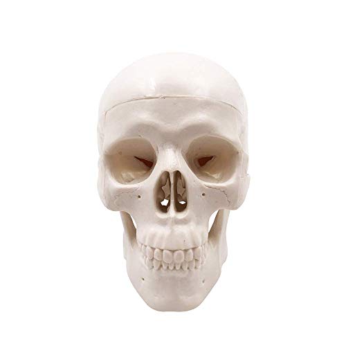 Mini Skull Model,Human Medical Anatomical Head Bone,Small Size Adult Head Bone for Education