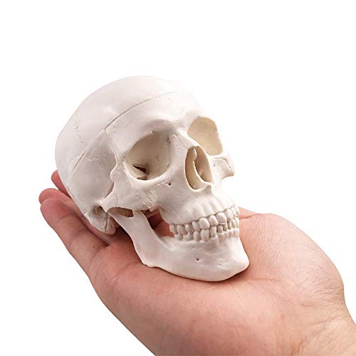 Mini Skull Model,Human Medical Anatomical Head Bone,Small Size Adult Head Bone for Education