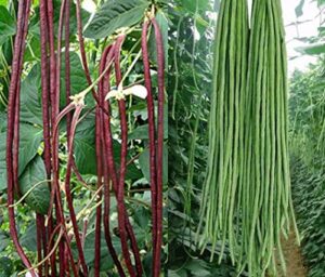 50+ green or red cowpea yard long bean seeds yardlong beans heirloom non-gmo vegetable