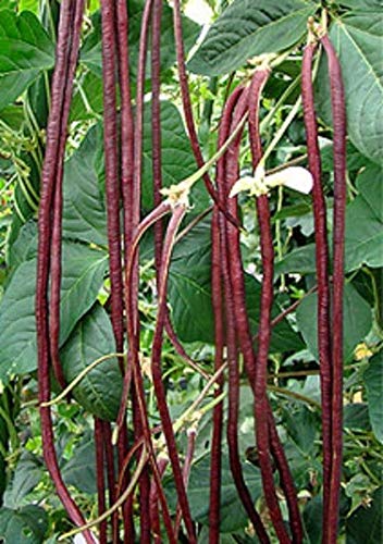 50+ Green or Red Cowpea Yard Long Bean Seeds Yardlong Beans Heirloom Non-GMO Vegetable