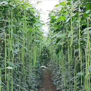 50+ Green or Red Cowpea Yard Long Bean Seeds Yardlong Beans Heirloom Non-GMO Vegetable