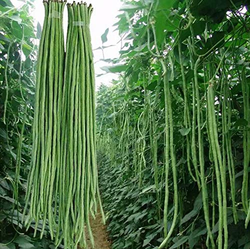 50+ Green or Red Cowpea Yard Long Bean Seeds Yardlong Beans Heirloom Non-GMO Vegetable