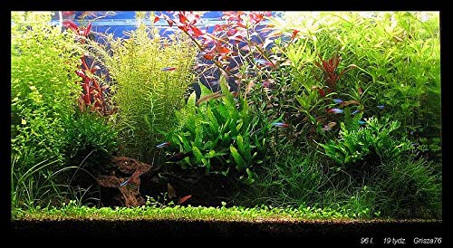 Java Fern – Mature, Healthy, Super Easy Live Aquarium Plant 5-6 in. Great for Betta Guppy Cherry Shrimp! by Aquatic Discounts. BUY2GET1FREE!