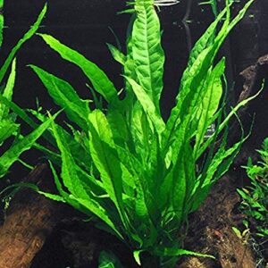 java fern – mature, healthy, super easy live aquarium plant 5-6 in. great for betta guppy cherry shrimp! by aquatic discounts. buy2get1free!