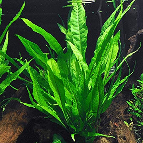 Java Fern – Mature, Healthy, Super Easy Live Aquarium Plant 5-6 in. Great for Betta Guppy Cherry Shrimp! by Aquatic Discounts. BUY2GET1FREE!