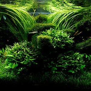 Java Fern – Mature, Healthy, Super Easy Live Aquarium Plant 5-6 in. Great for Betta Guppy Cherry Shrimp! by Aquatic Discounts. BUY2GET1FREE!