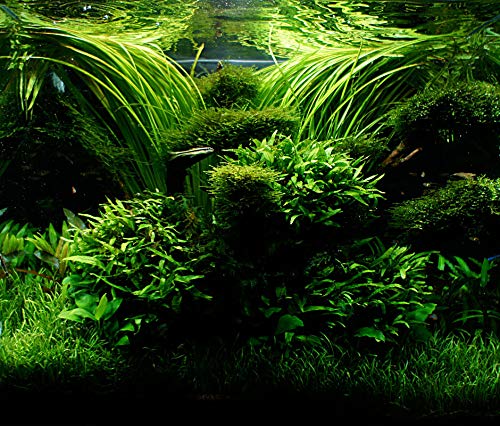 Java Fern – Mature, Healthy, Super Easy Live Aquarium Plant 5-6 in. Great for Betta Guppy Cherry Shrimp! by Aquatic Discounts. BUY2GET1FREE!