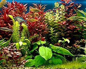 Java Fern – Mature, Healthy, Super Easy Live Aquarium Plant 5-6 in. Great for Betta Guppy Cherry Shrimp! by Aquatic Discounts. BUY2GET1FREE!