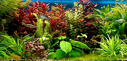 Java Fern – Mature, Healthy, Super Easy Live Aquarium Plant 5-6 in. Great for Betta Guppy Cherry Shrimp! by Aquatic Discounts. BUY2GET1FREE!