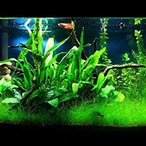 Java Fern – Mature, Healthy, Super Easy Live Aquarium Plant 5-6 in. Great for Betta Guppy Cherry Shrimp! by Aquatic Discounts. BUY2GET1FREE!