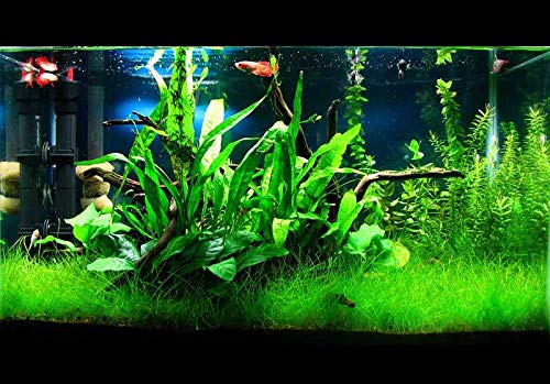 Java Fern – Mature, Healthy, Super Easy Live Aquarium Plant 5-6 in. Great for Betta Guppy Cherry Shrimp! by Aquatic Discounts. BUY2GET1FREE!