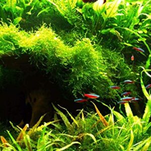 Java Fern – Mature, Healthy, Super Easy Live Aquarium Plant 5-6 in. Great for Betta Guppy Cherry Shrimp! by Aquatic Discounts. BUY2GET1FREE!