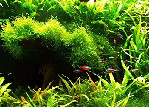 Java Fern – Mature, Healthy, Super Easy Live Aquarium Plant 5-6 in. Great for Betta Guppy Cherry Shrimp! by Aquatic Discounts. BUY2GET1FREE!