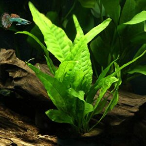 Java Fern – Mature, Healthy, Super Easy Live Aquarium Plant 5-6 in. Great for Betta Guppy Cherry Shrimp! by Aquatic Discounts. BUY2GET1FREE!