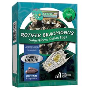 green water farm rotifers brachionus calyciflorus pallas eggs live fish food for hatching and culture suitable for feed betta fish