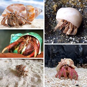 LeonBach 12 Pack Natural Hermit Crab Shells, Different Hermit Crab Supplies Hermit Crab House Crab Shell Ornaments Aquarium Decor Fish Tank Decoration, 1.2" to 3.15"