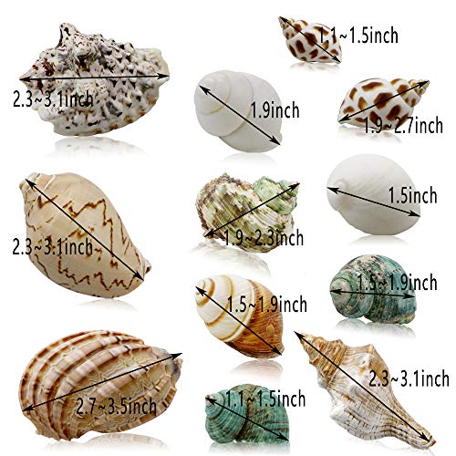 LeonBach 12 Pack Natural Hermit Crab Shells, Different Hermit Crab Supplies Hermit Crab House Crab Shell Ornaments Aquarium Decor Fish Tank Decoration, 1.2" to 3.15"