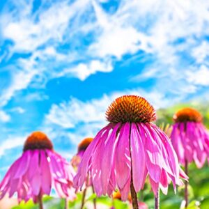 Purple Coneflower Seeds, Over 5300 Echinacea Seeds for Planting, Non-GMO, Heirloom Flower Seeds