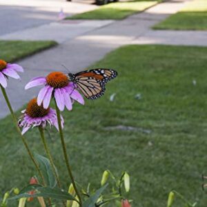 Purple Coneflower Seeds, Over 5300 Echinacea Seeds for Planting, Non-GMO, Heirloom Flower Seeds