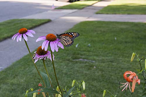 Purple Coneflower Seeds, Over 5300 Echinacea Seeds for Planting, Non-GMO, Heirloom Flower Seeds