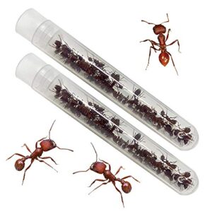 insect lore two tubes of live harvester ants