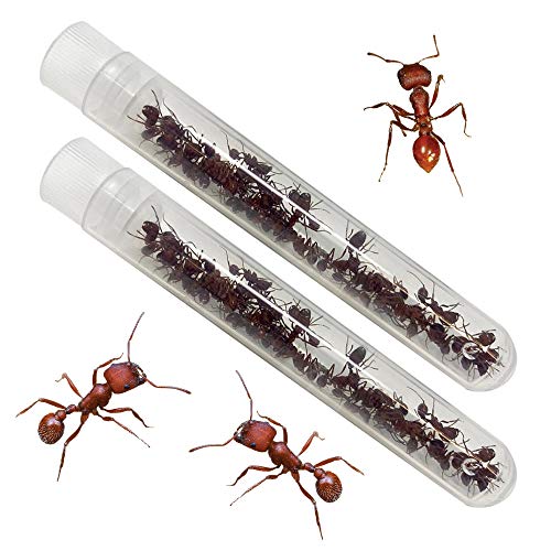 Insect Lore Two Tubes of Live Harvester Ants