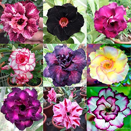 20 Mixed Color Desert Rose Seeds to Grow | 20 Seeds | Adenium Obesum Seeds to Grow.. Exotic Bonsai Plant