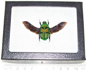 bicbugs ischiopsopha bifasciata green scarab beetle mounted wings spread indonesia framed