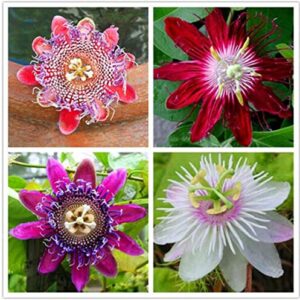 Seeds Of Strength 50pcs Passion Flower Seeds Garden Rare Passiflora Incarnata Potted Plants Seeds