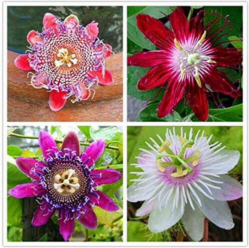 Seeds Of Strength 50pcs Passion Flower Seeds Garden Rare Passiflora Incarnata Potted Plants Seeds