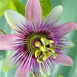 Seeds Of Strength 50pcs Passion Flower Seeds Garden Rare Passiflora Incarnata Potted Plants Seeds