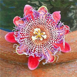 Seeds Of Strength 50pcs Passion Flower Seeds Garden Rare Passiflora Incarnata Potted Plants Seeds